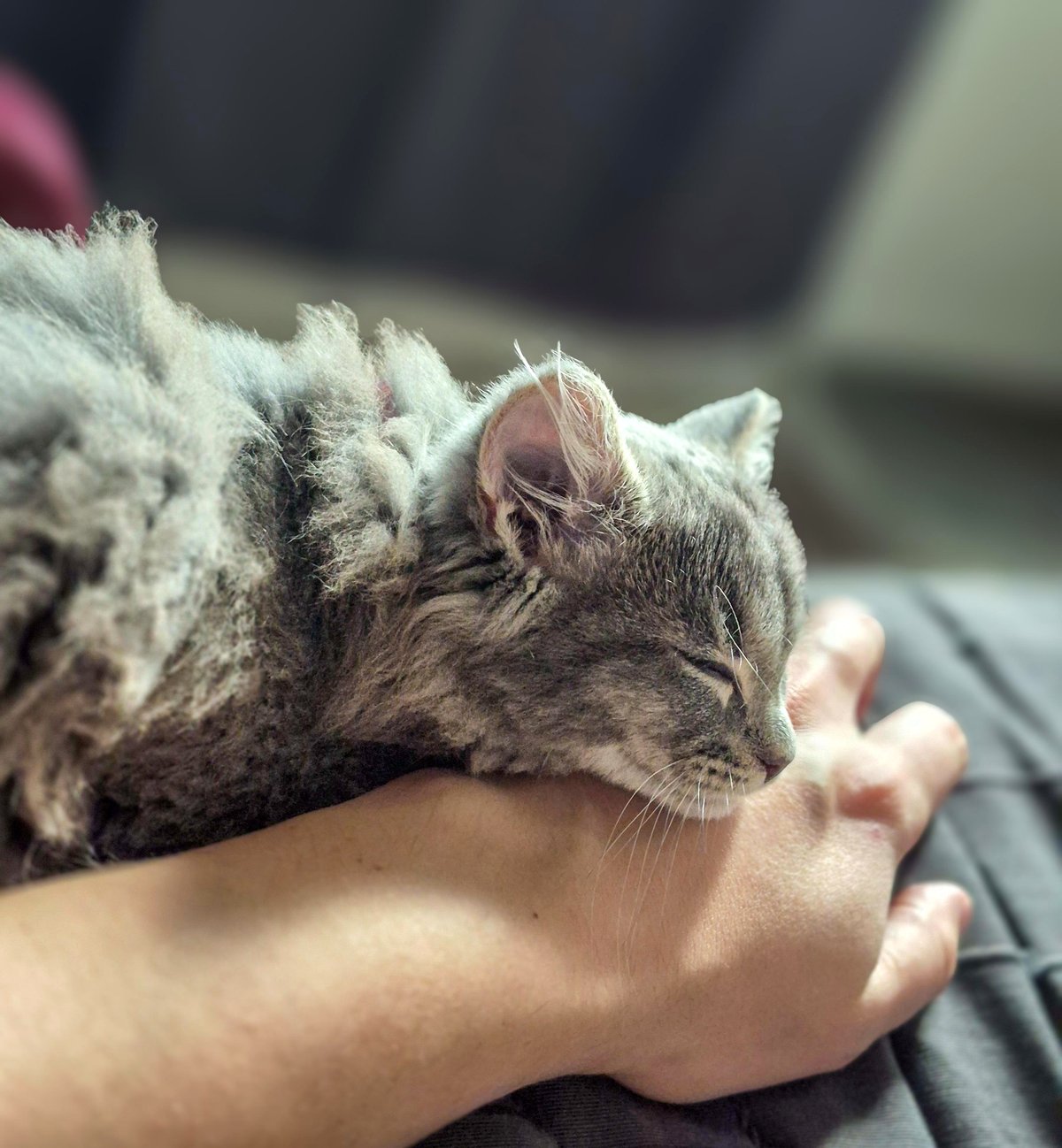 This little puppy's dilemma will warm your heart and make you smile