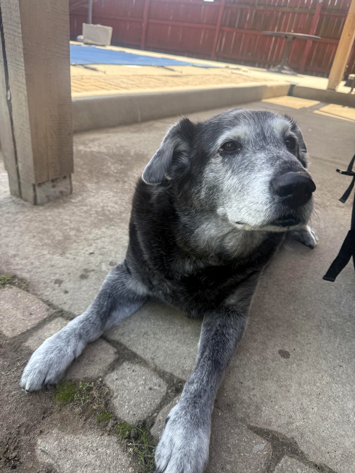 The heartwarming story of Max, a dog who shows us how to live joyfully