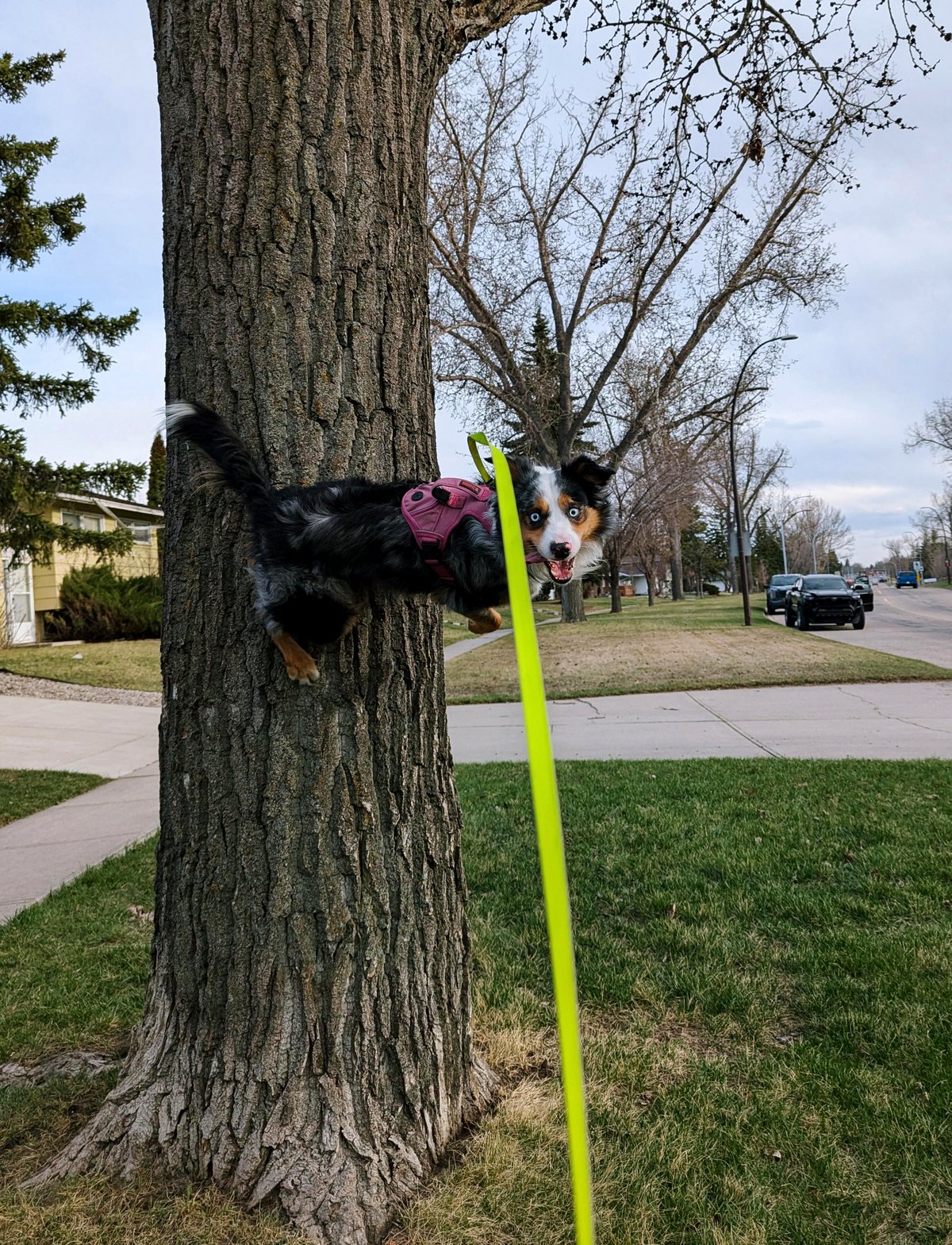 Meet Anakin, the golden retriever on a mission for the high ground