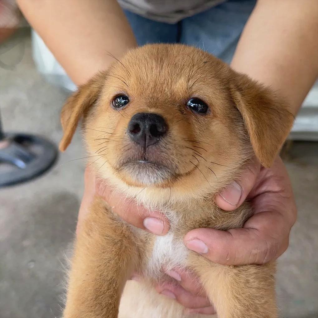 This simple photo of my pet melts hearts and spreads joy