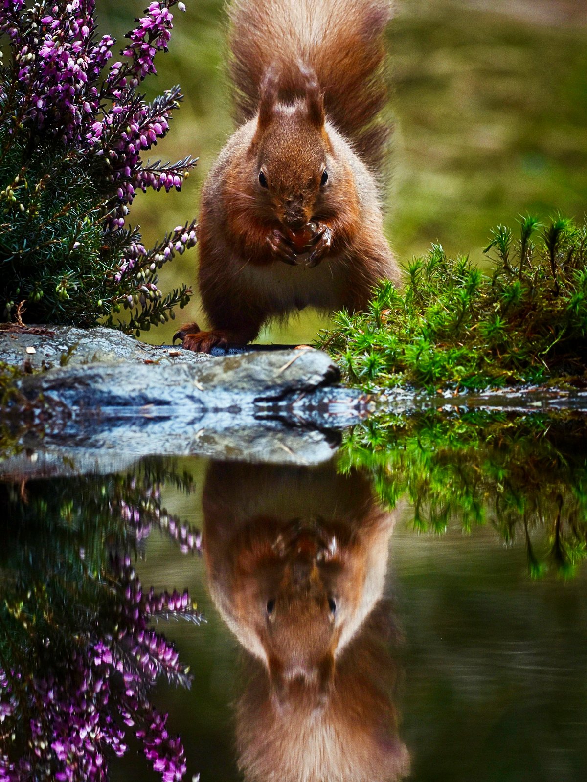 Meet Sammy, the red squirrel who found beauty in his own reflection