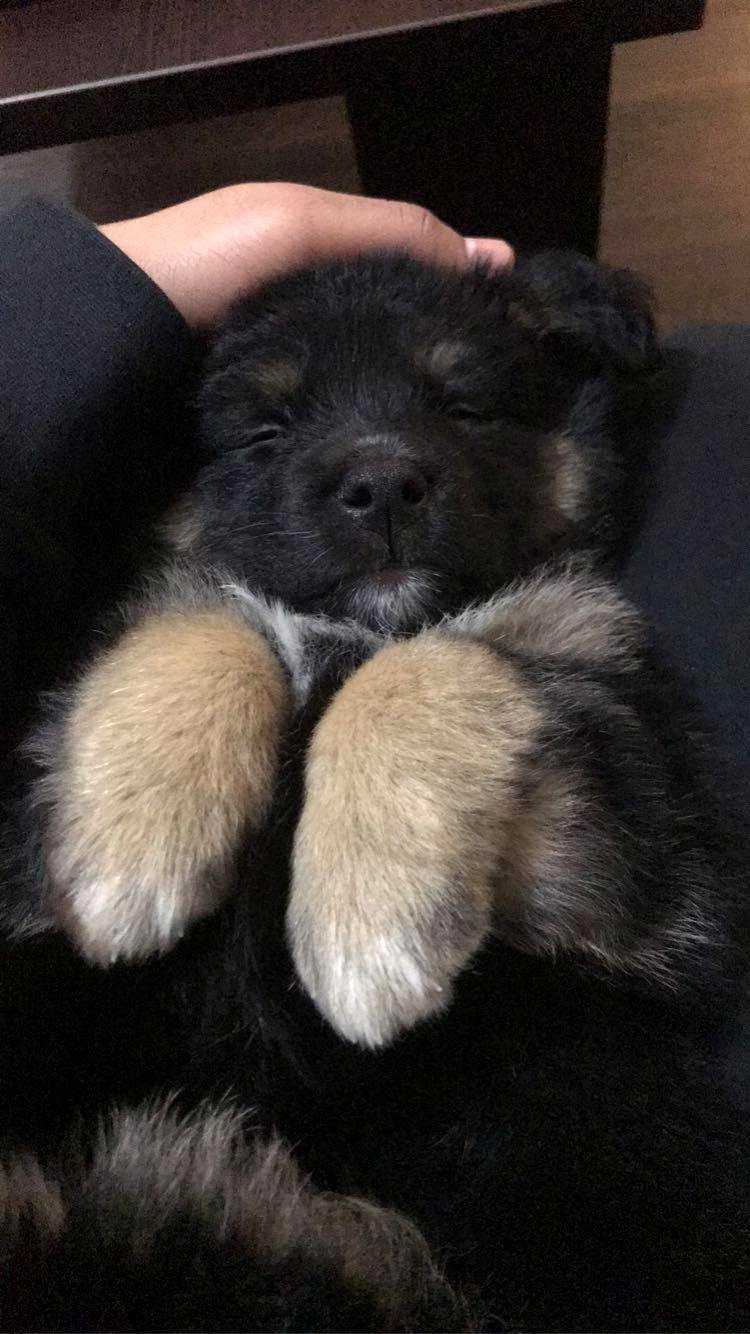 This tiny puppy melted my heart while napping on my legs