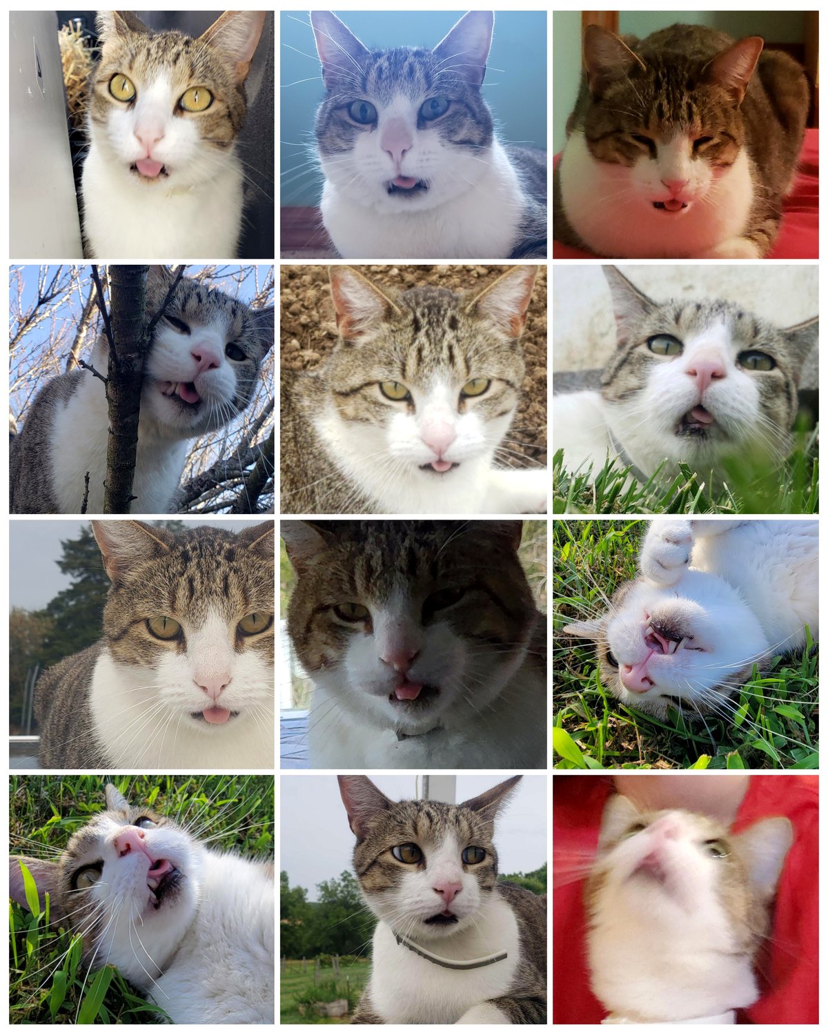 How a jaw injury gave my cat a permanent blep and changed our lives forever