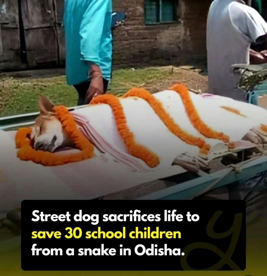 A stray dog’s last stand: How Kali saved 30 children from a deadly cobra