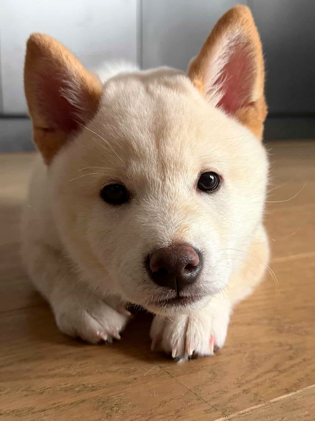 Discover the magic of Bobo, the puppy who steals hearts with every performance