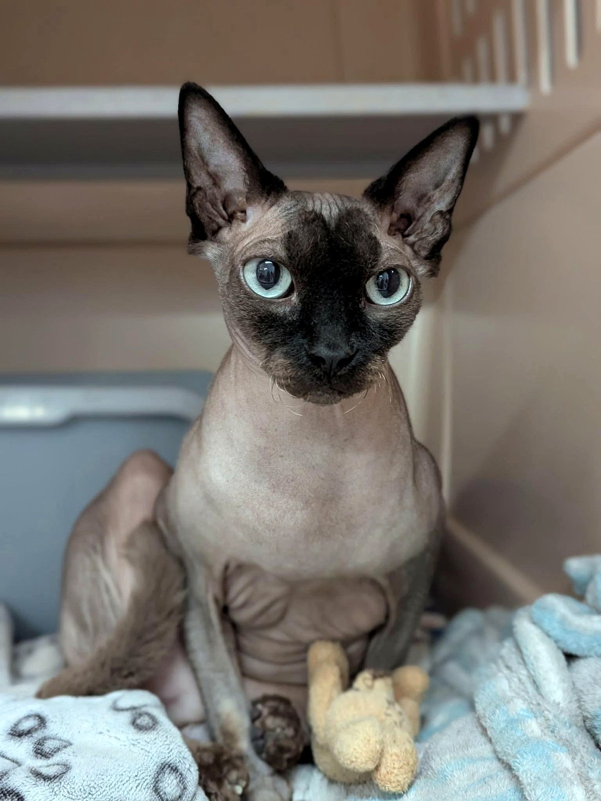 Tokyo the rescue dog is winning hearts—find out his incredible story