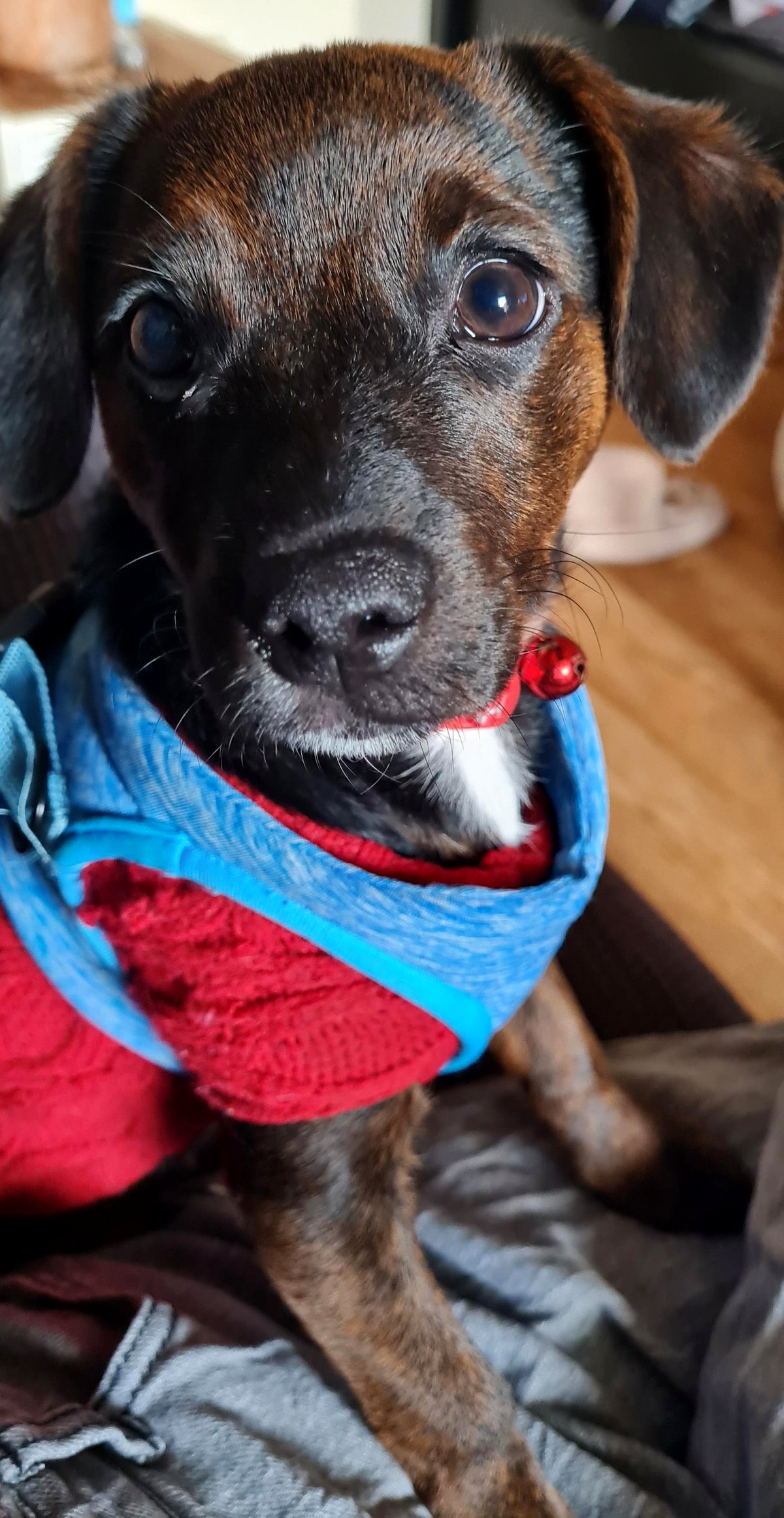 A single photo shows the unforgettable bond between a girl and her dog