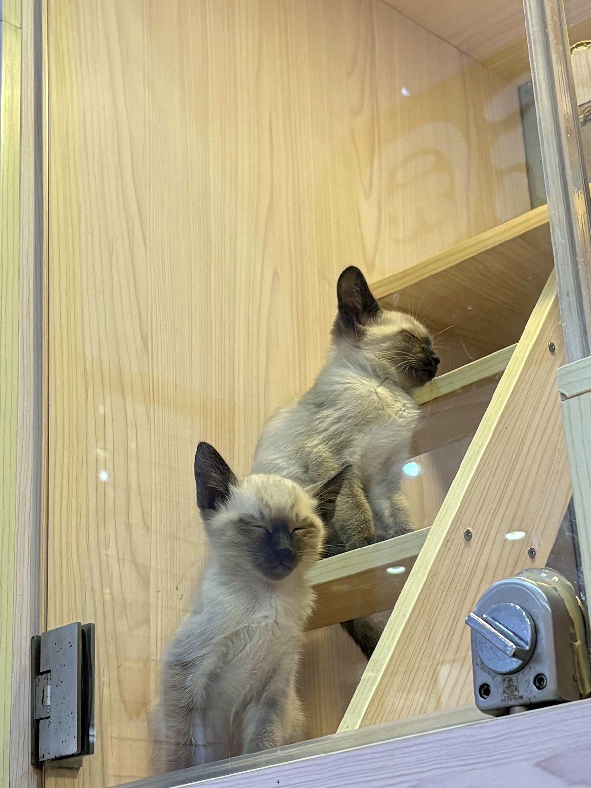 Two furry friends share a moment that will melt your heart