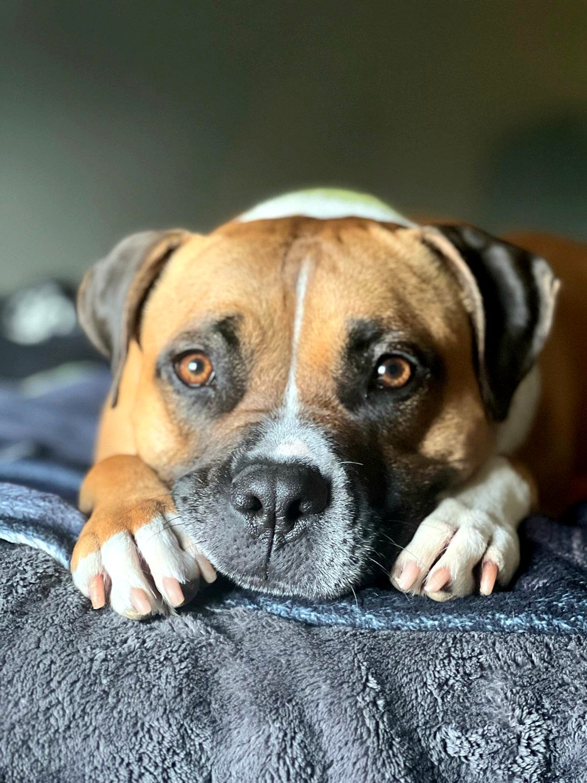 Meet Abby Rose: The Puppy Who Spreads Joy With Every Wag of Her Tail