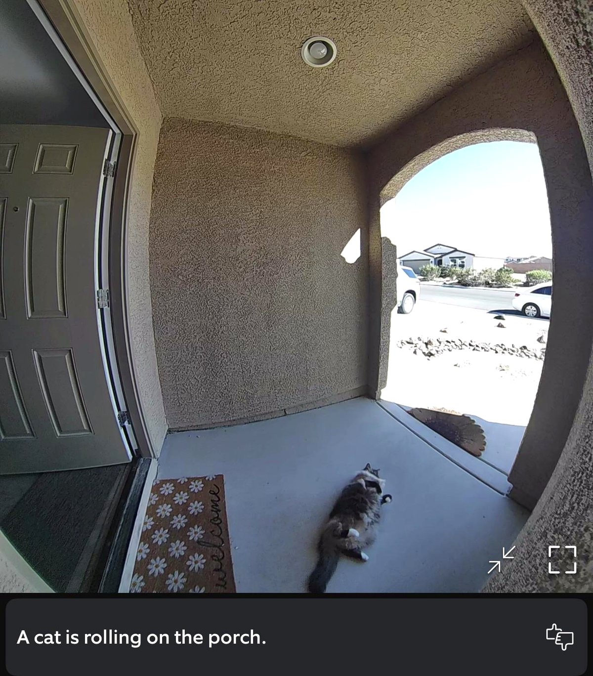 This dog’s reaction to the Ring doorbell will warm your heart