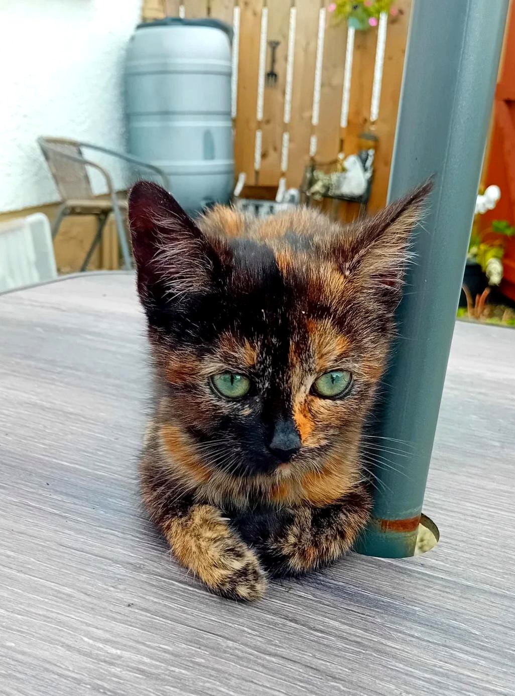 Discover the heartwarming story behind Toffee the tortie