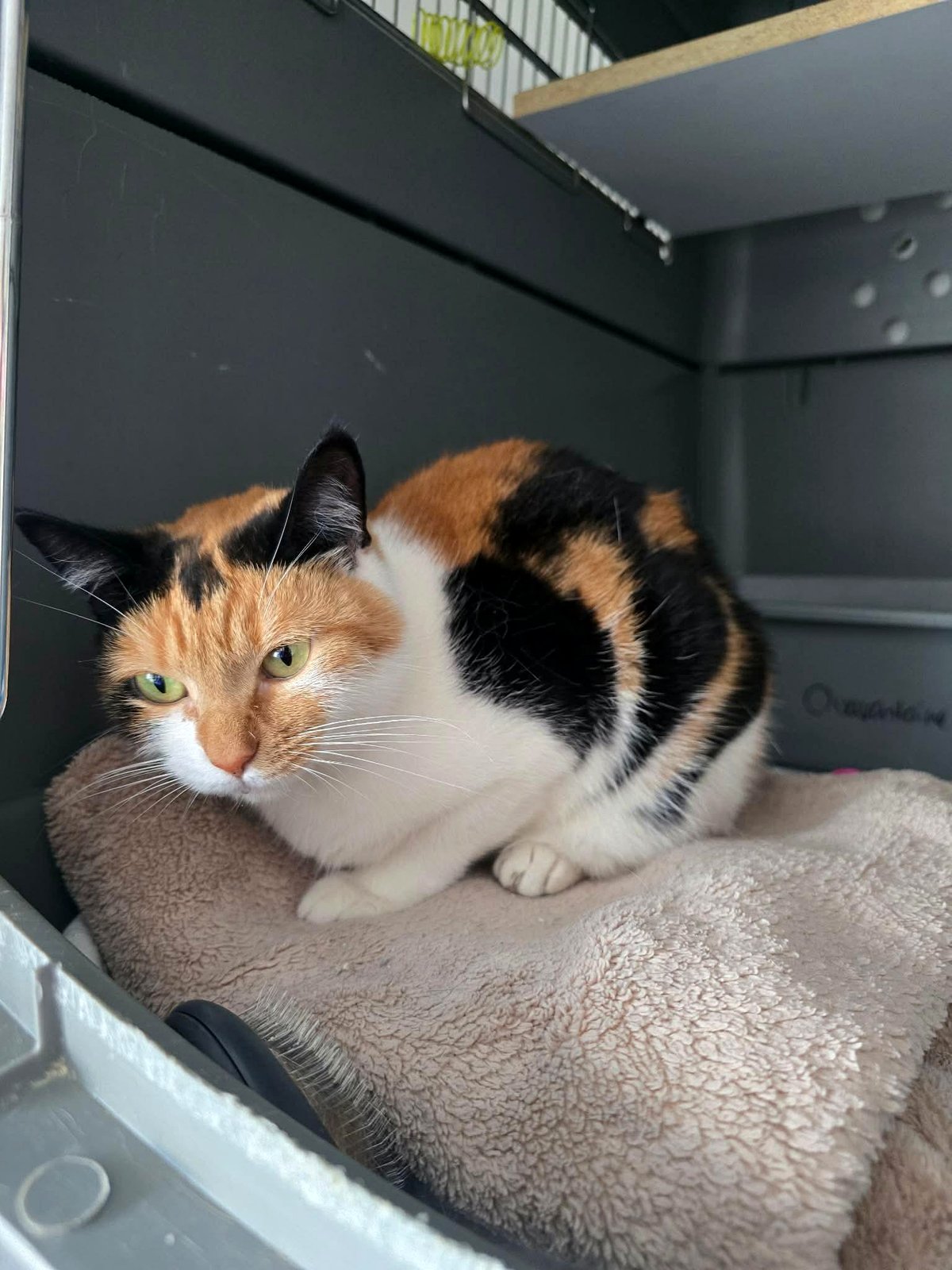 Meet Zara: The Sweet New Face at Our Shelter Who Needs a Home