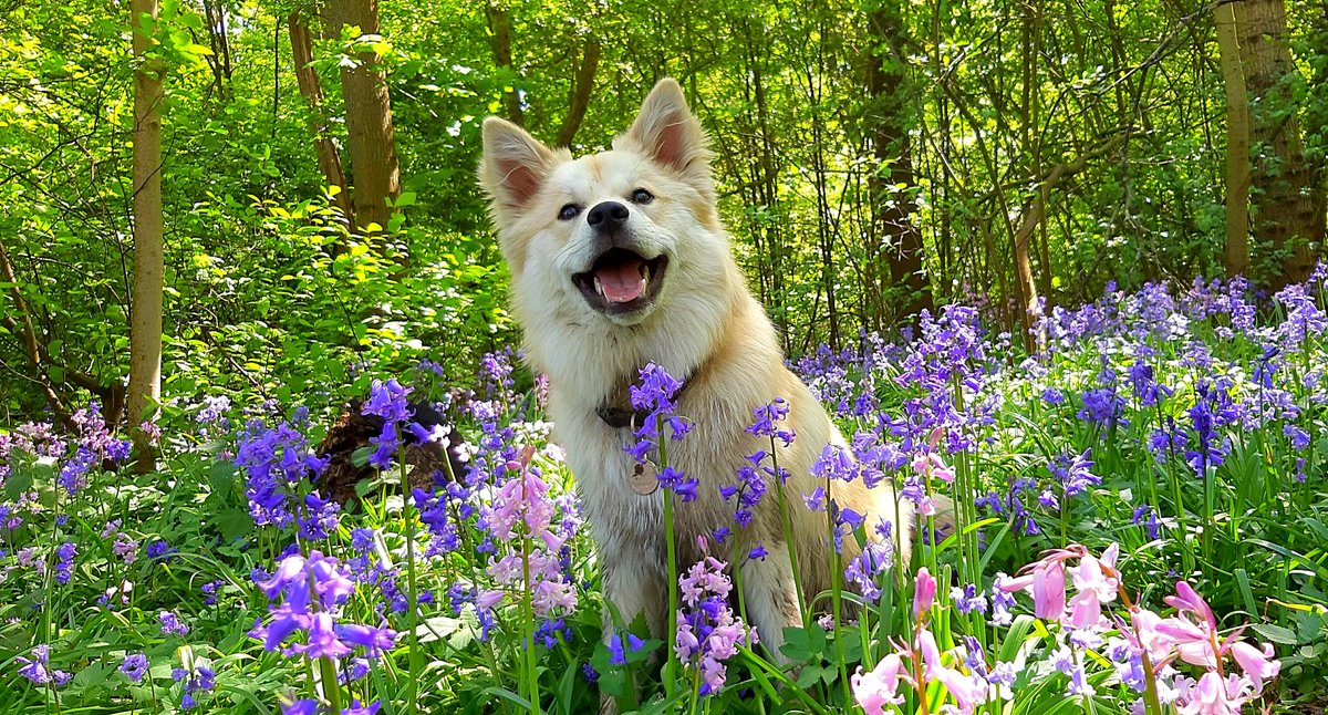 Experience the pure joy of a child playing among blooming bluebells