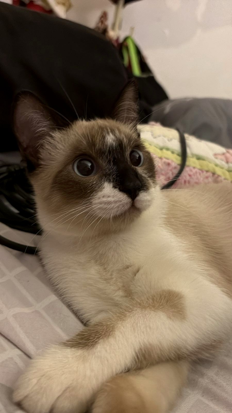 A tiny puppy captures hearts in a moment of pure joy