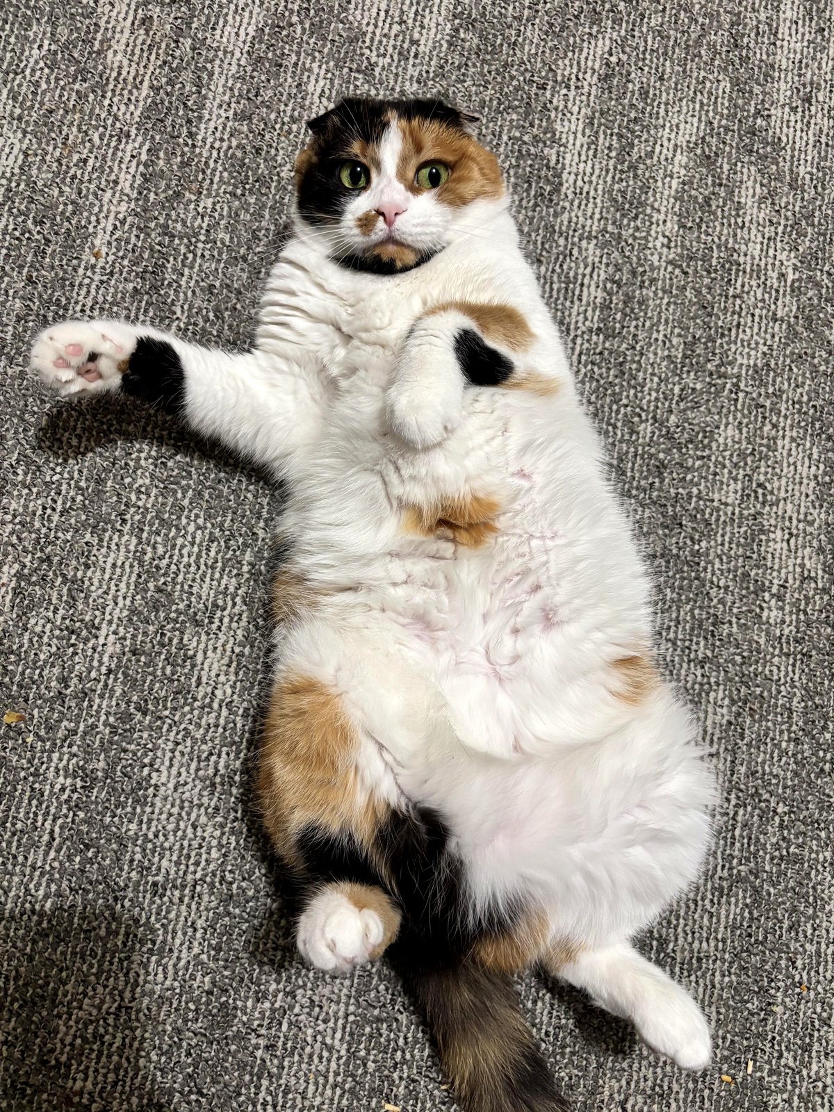 A puppy’s heartwarming message that warmed the world’s soul