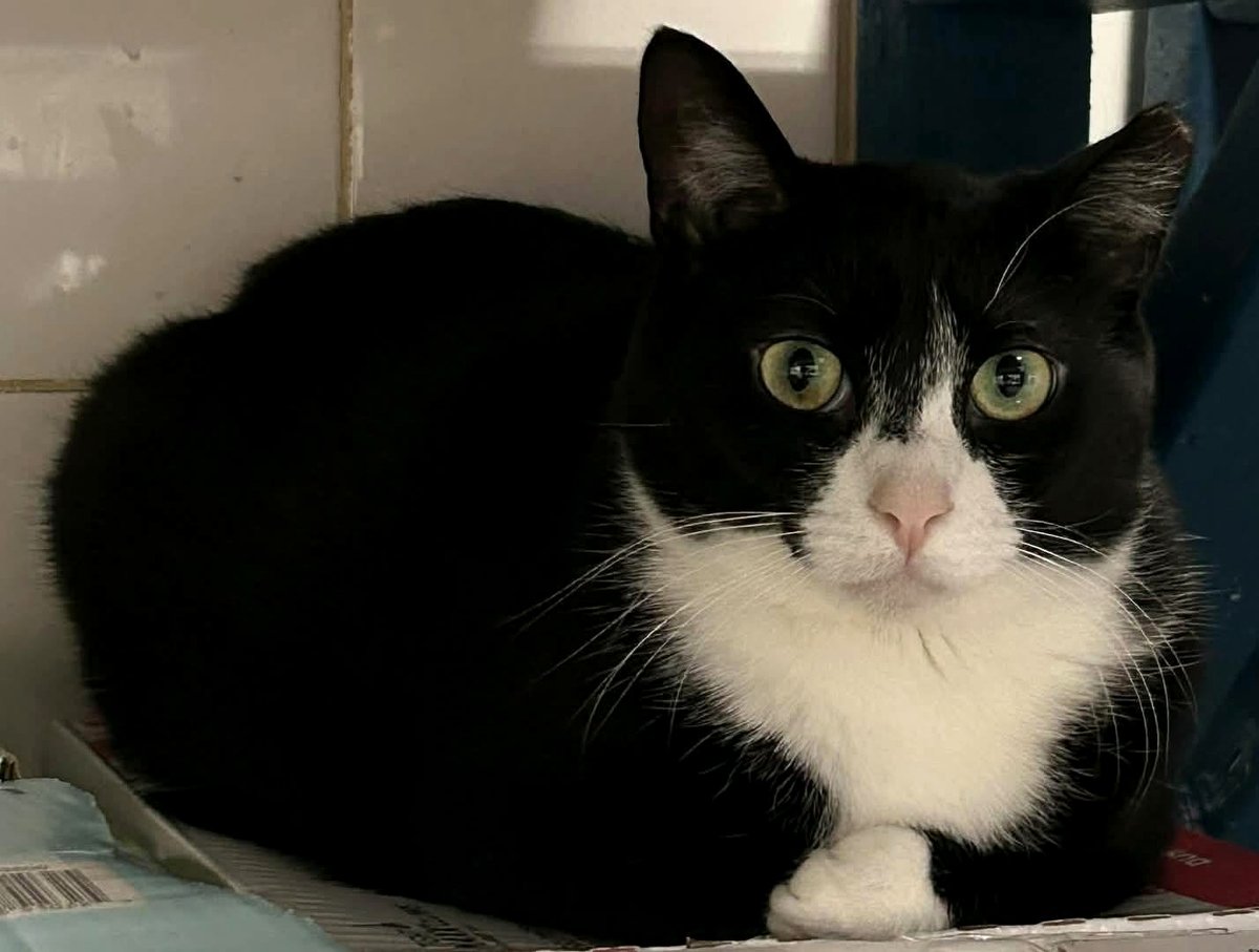 After a Year of Love, Annie Finds Her Forever Home! See the Joy