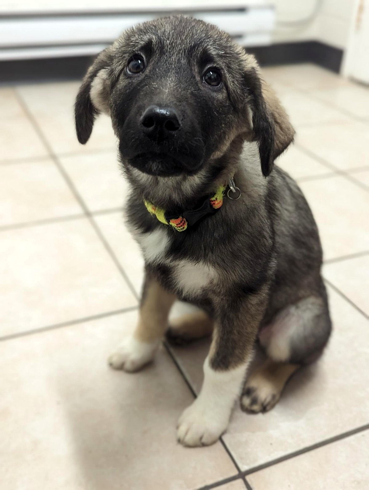 Bella’s irresistible charm leaves her owner helpless and in stitches