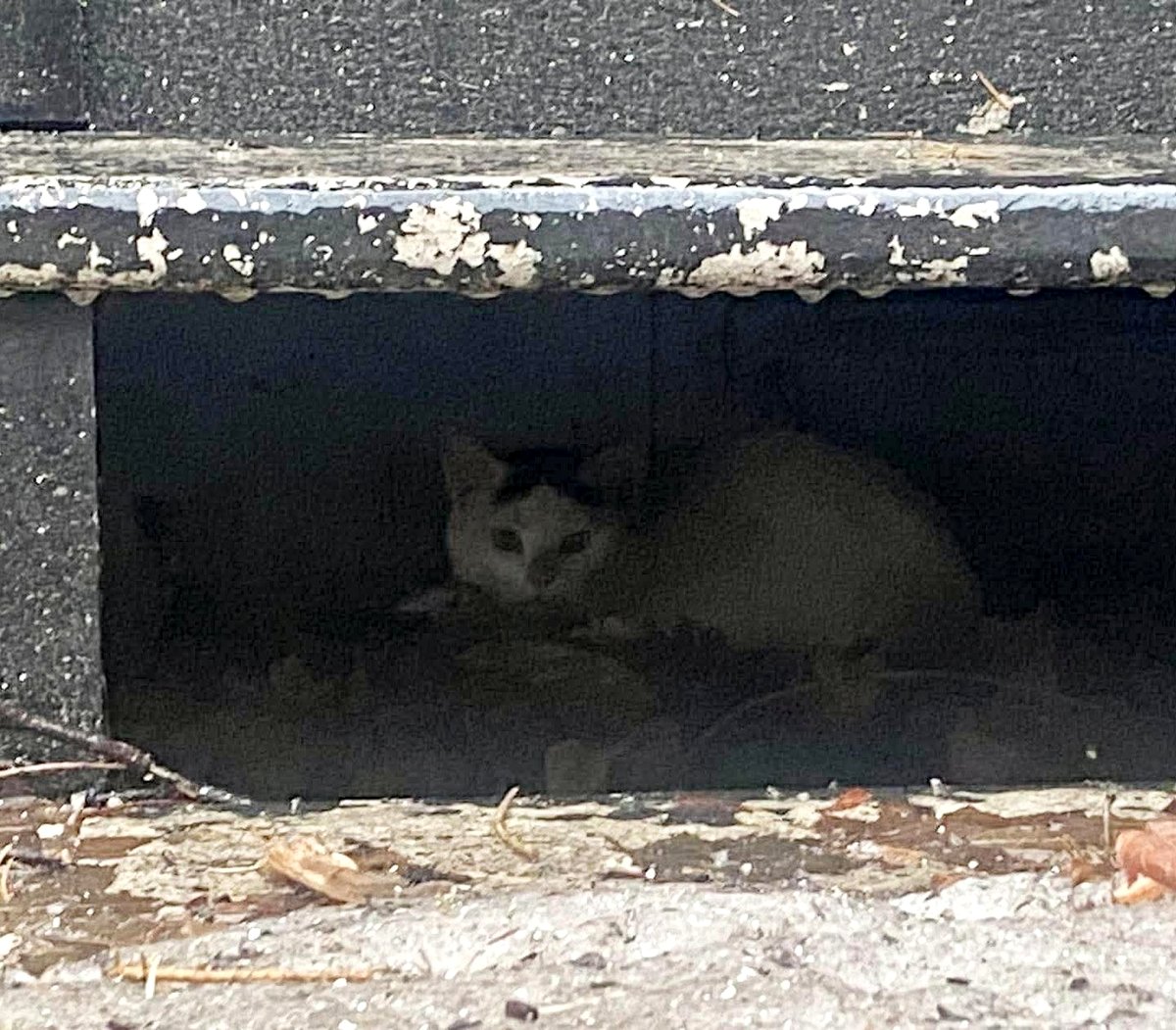 Volunteers are on a heartwarming mission to rescue a speedy little kitten