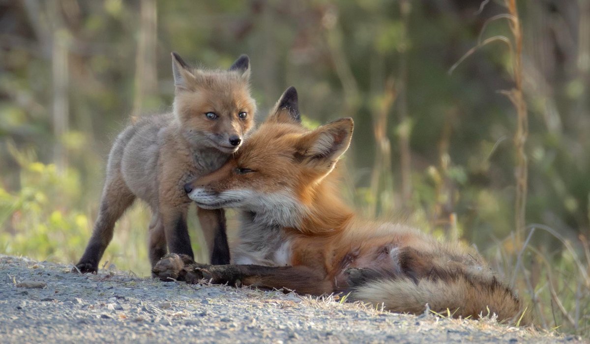A tiny kitten and its mother share a moment that melts hearts