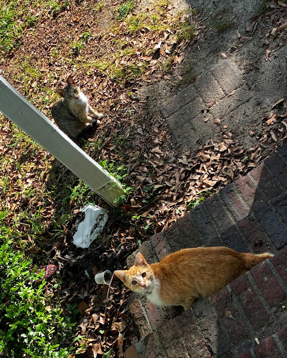 Two stray cats changed my life when I moved in next door