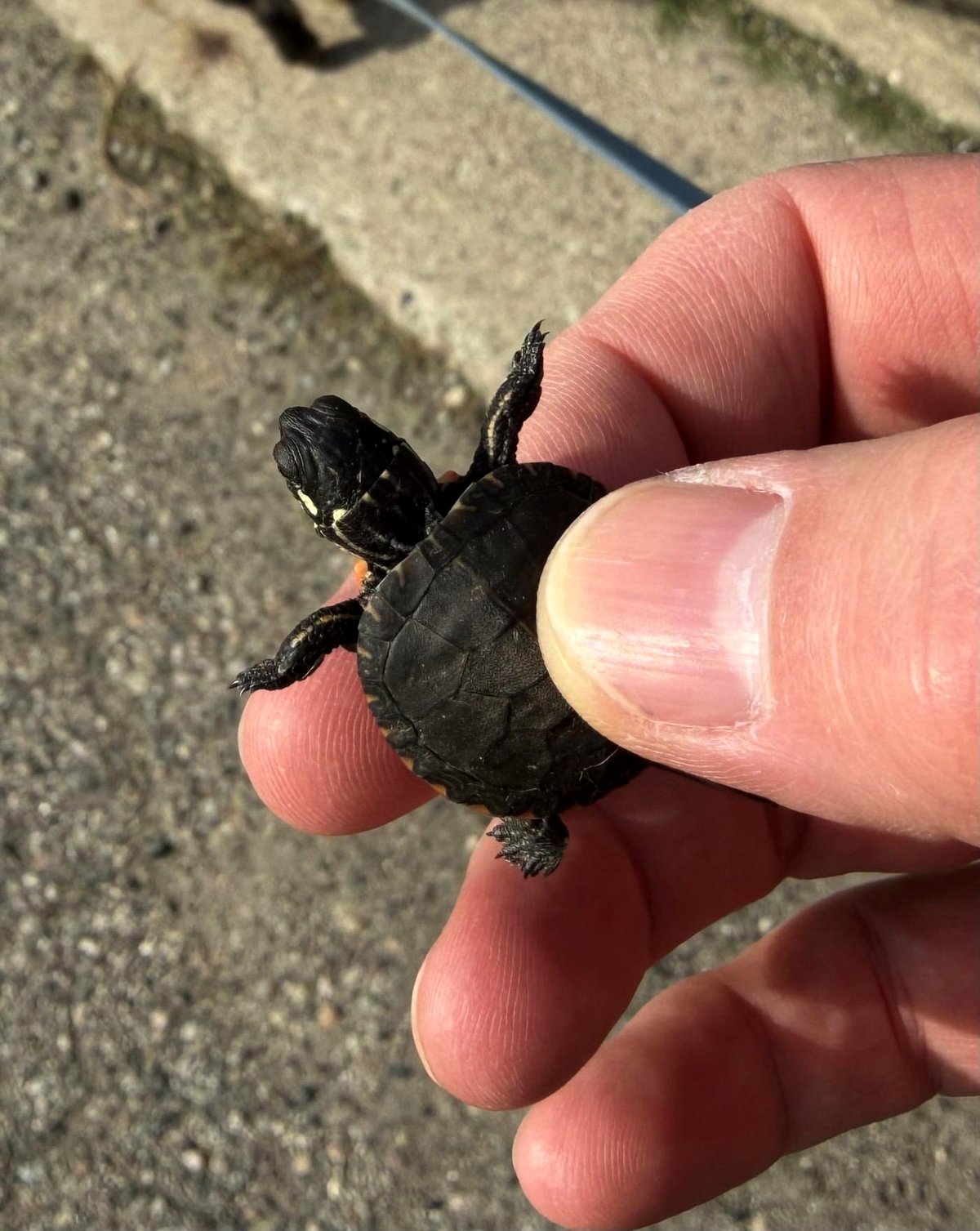 A routine walk turned into an unexpected encounter that will warm your heart