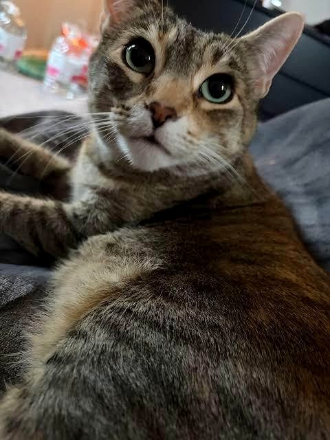 Can my cat really be committing nuclear war crimes in our neighborhood?