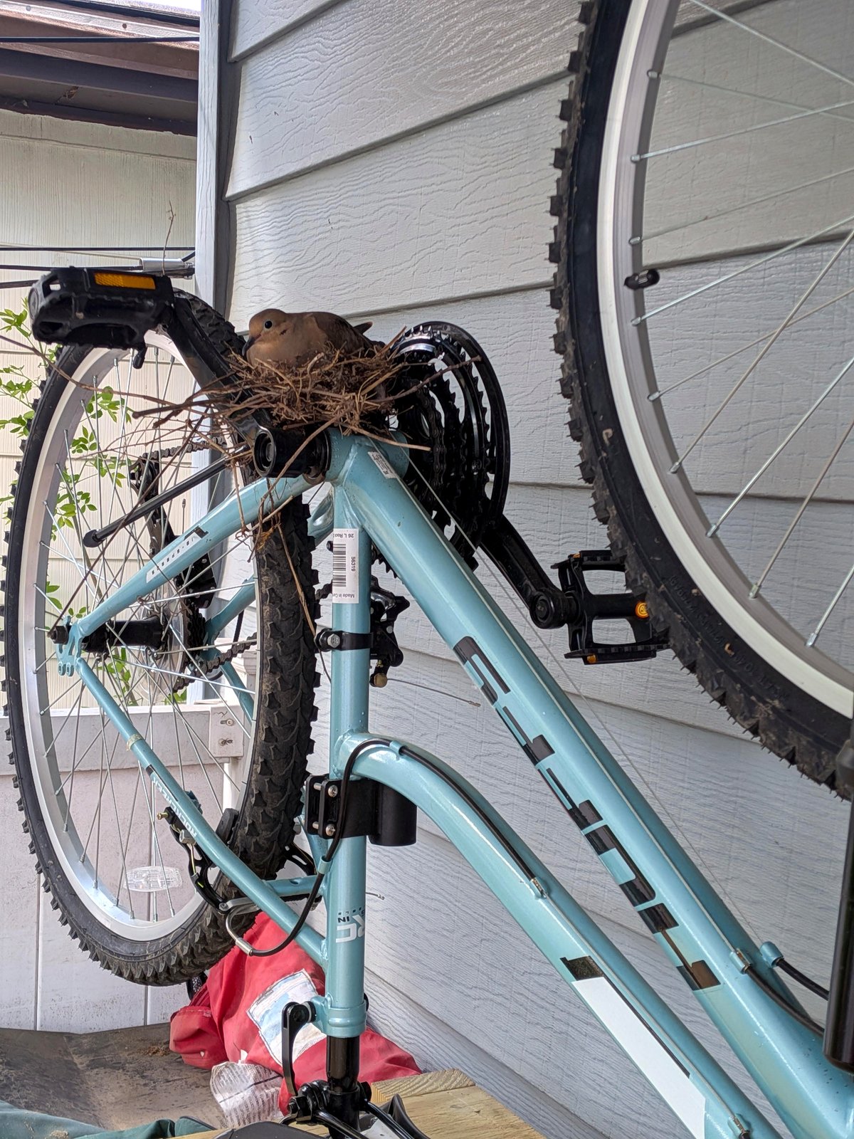 The moment a bird turned our bike into a nest and stole our hearts