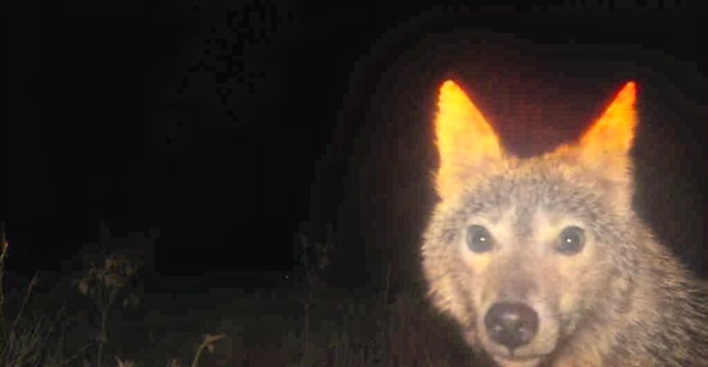 You won’t believe the beauty I captured in the woods