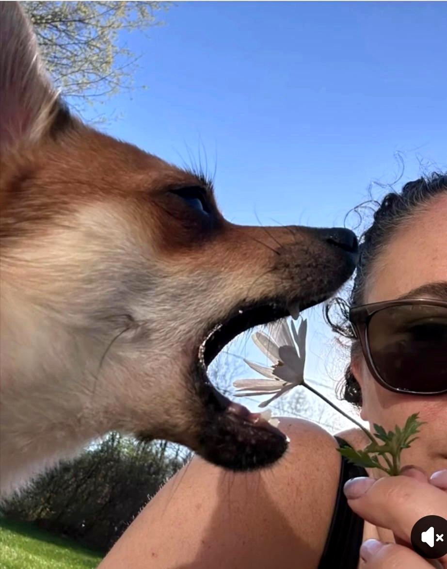Watch what happens when a puppy meets a beautiful flower