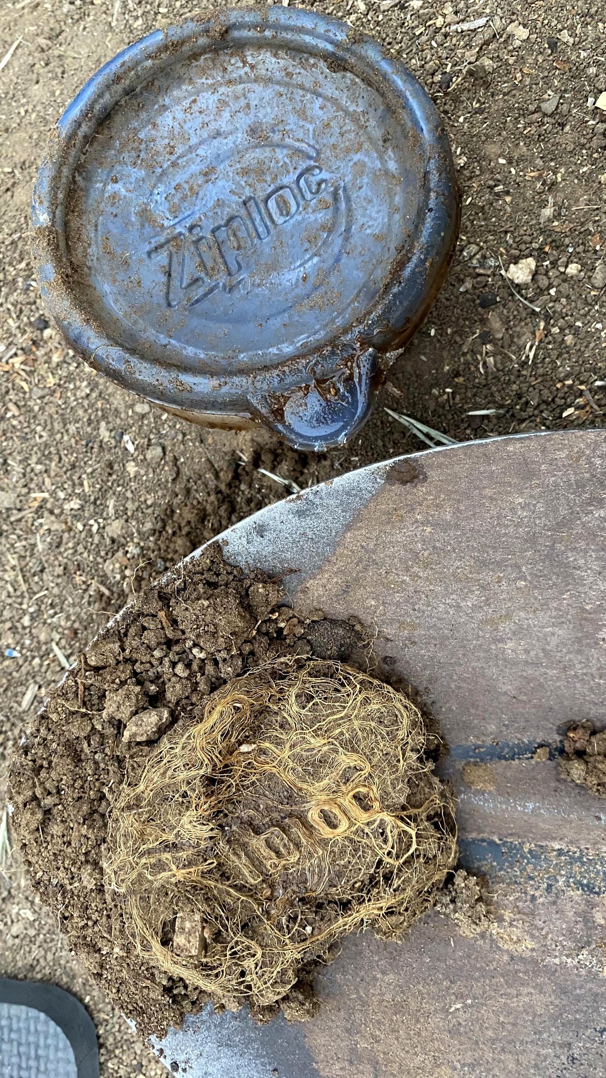 Family finds unexpected treasure in backyard: tupperware with a twist