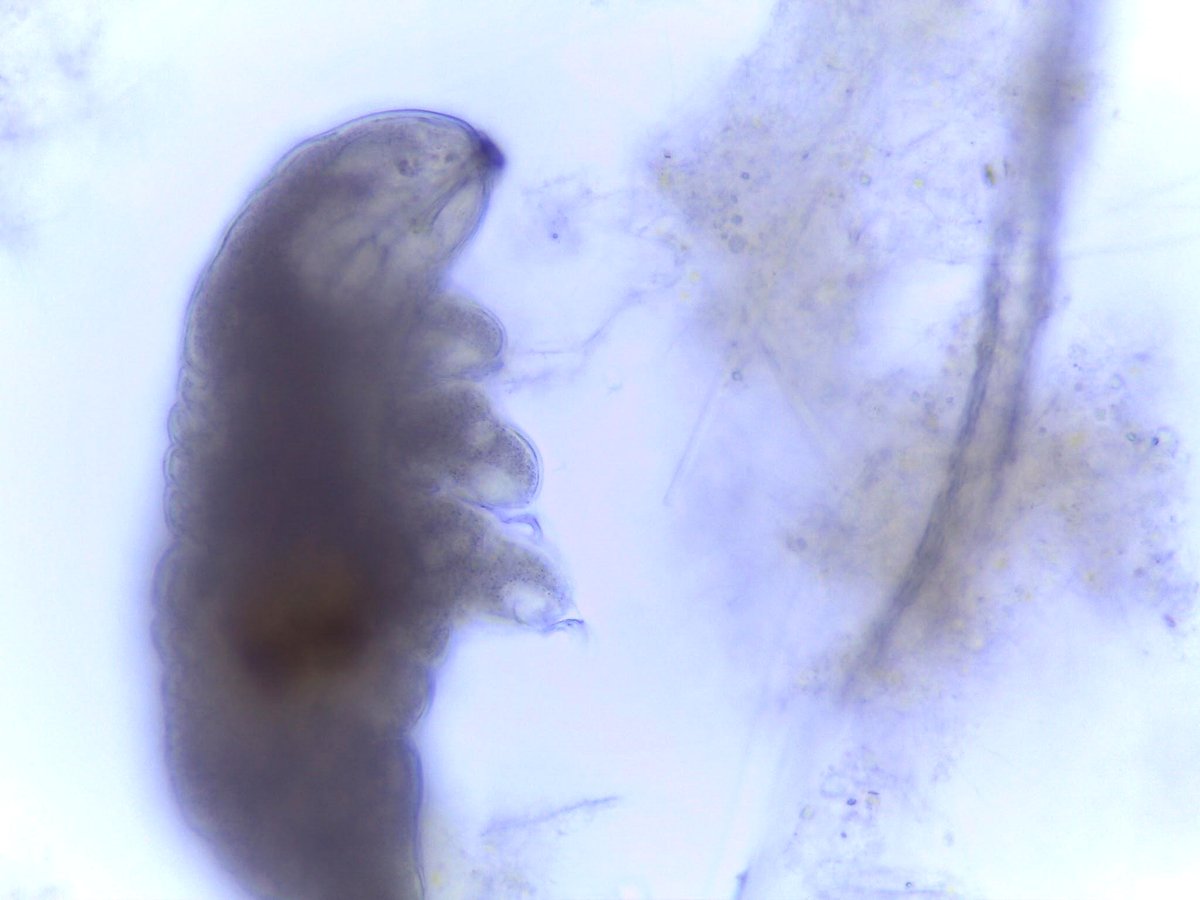 This tiny water bear reveals nature’s incredible secrets