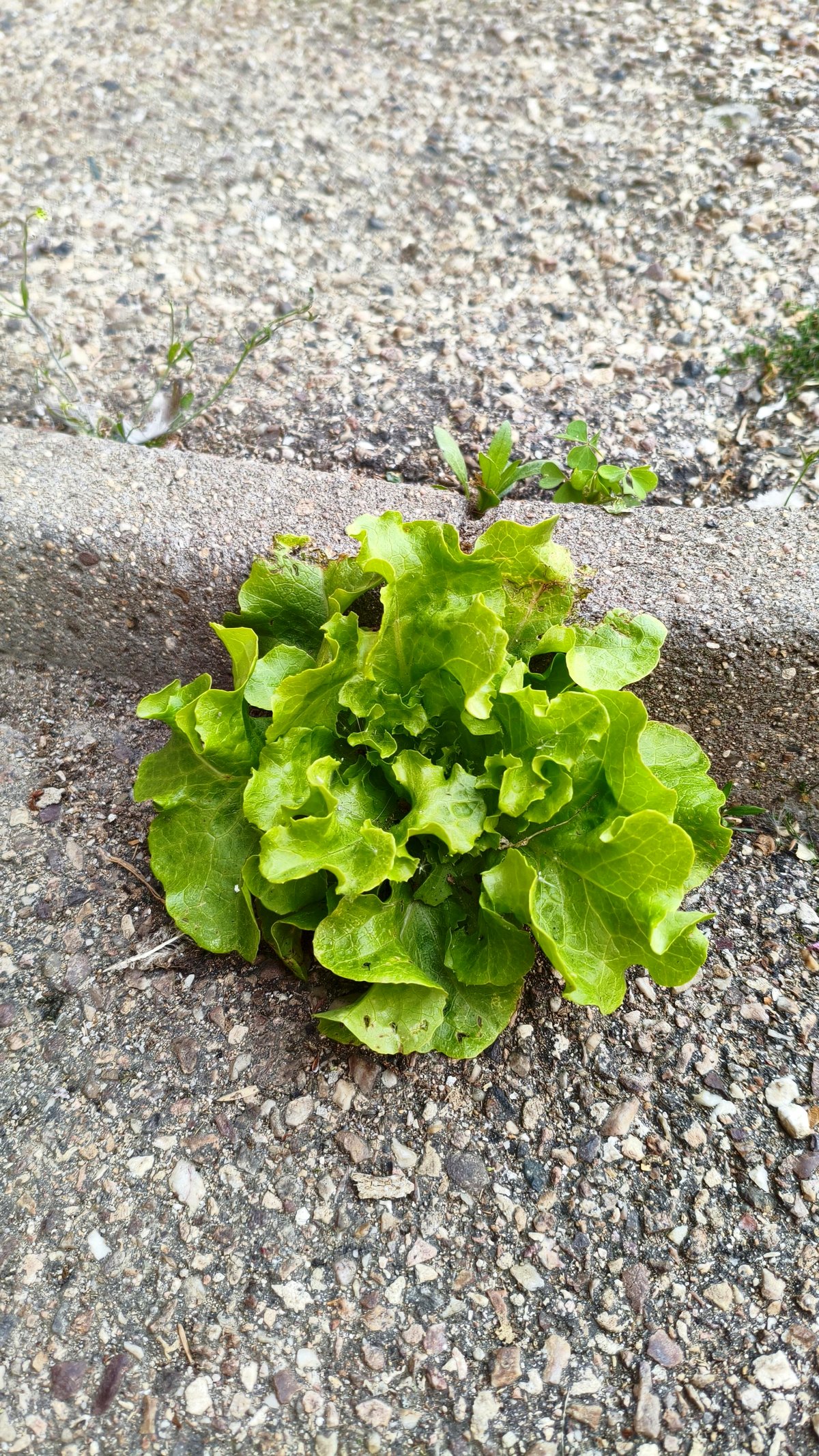 Witness the miraculous lettuce thriving in the concrete jungle
