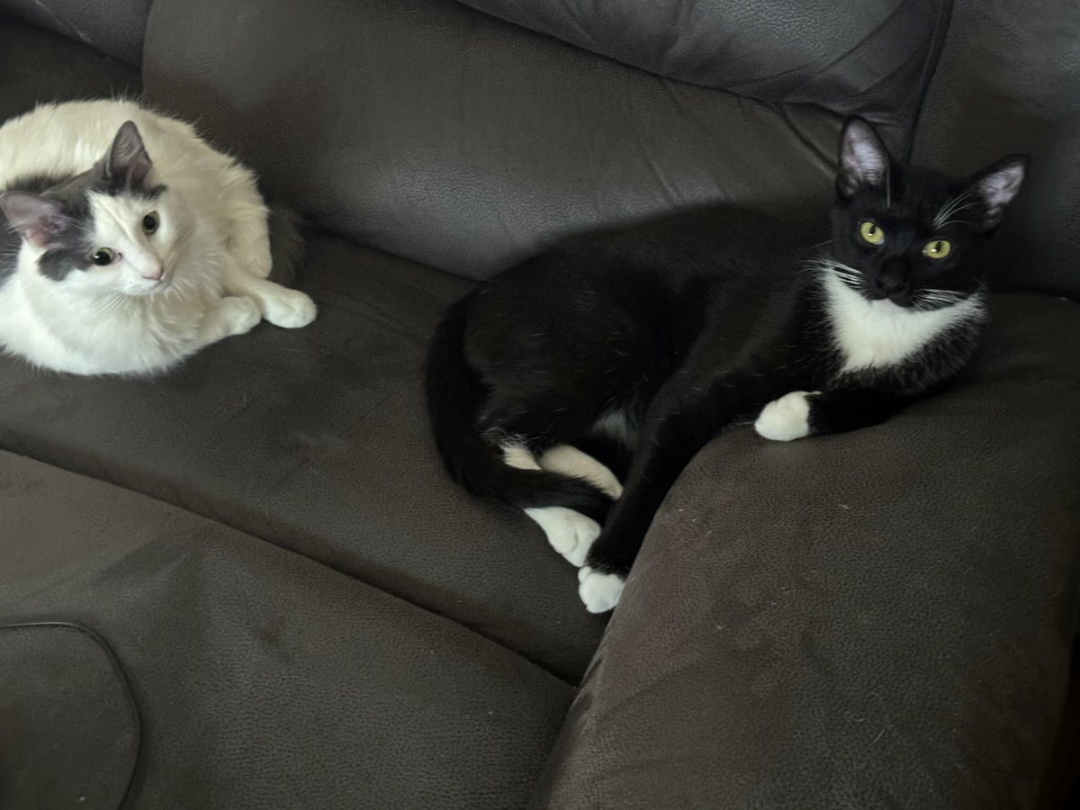 My fluffy friend stole my spot and looked so proud of himself