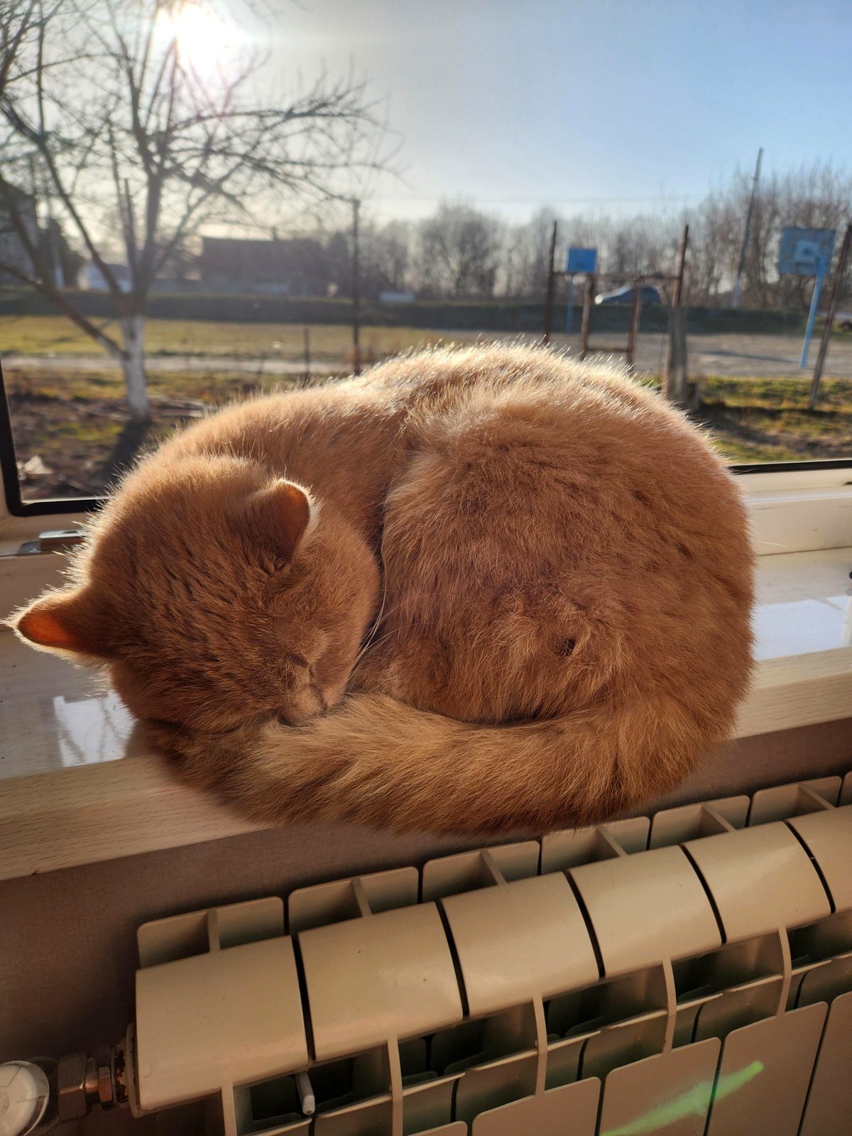 This Golden Retriever’s Exhaustion Will Speak to Your Soul Today