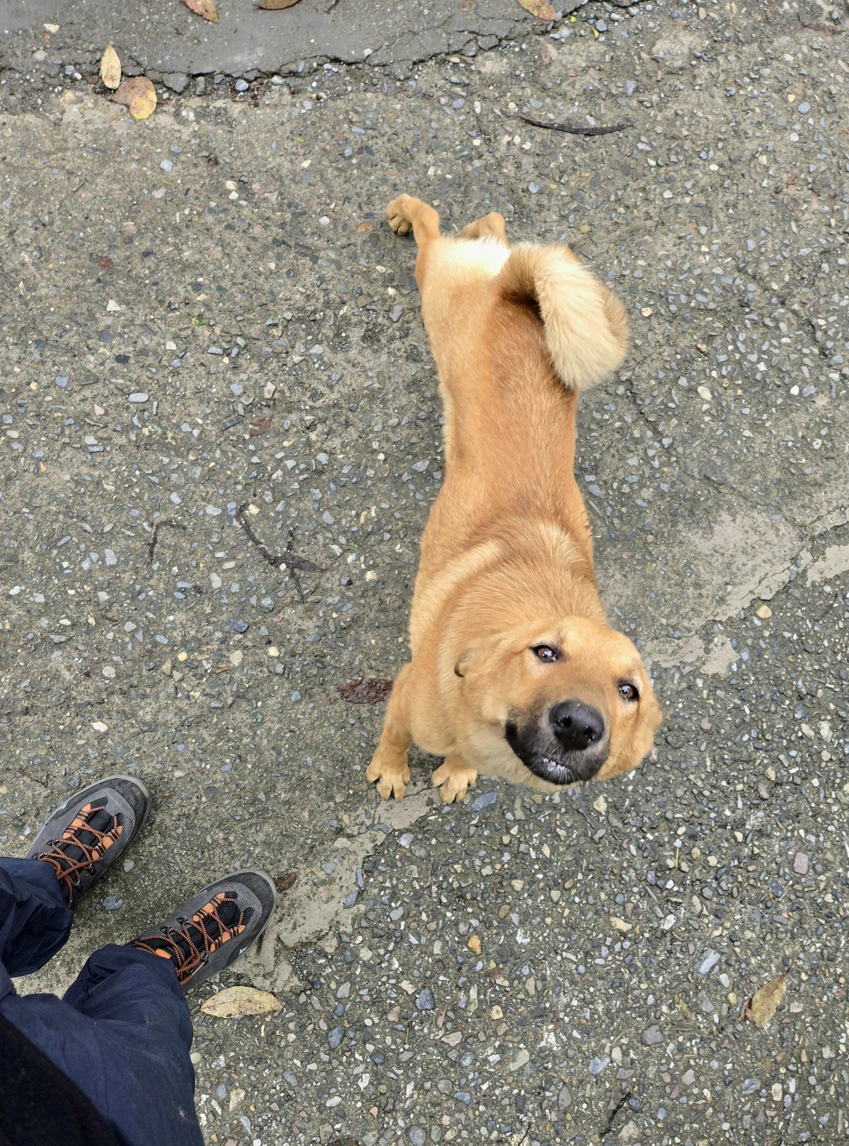 Can you guess what this dog is up to with that mischievous grin?