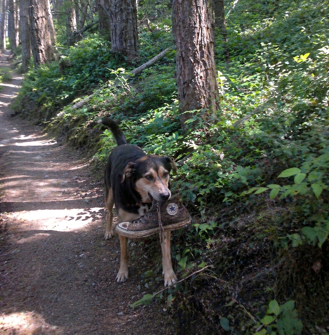 you’ll be amazed what Buddy found after running off during their hike