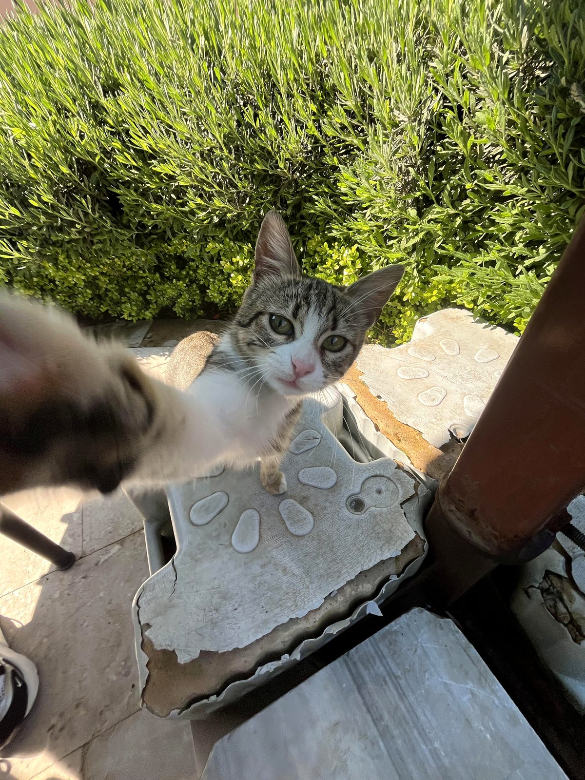 you’ll be amazed what happened when I tried to photograph this mischievous cat