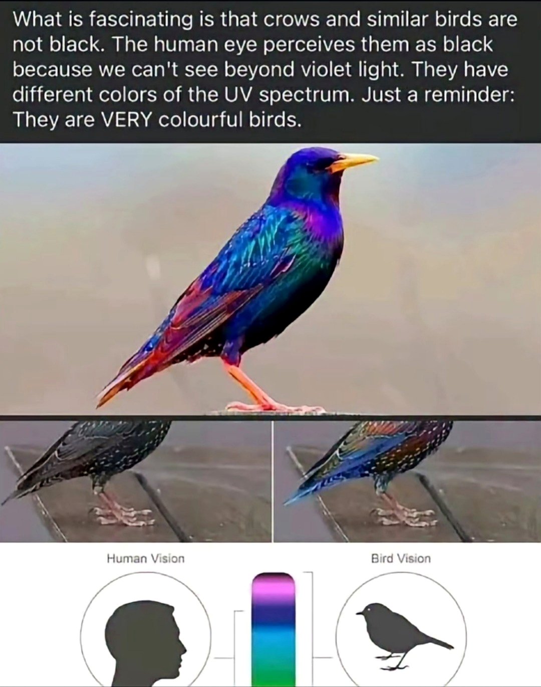 Discover the hidden colors of crows that only birds can see