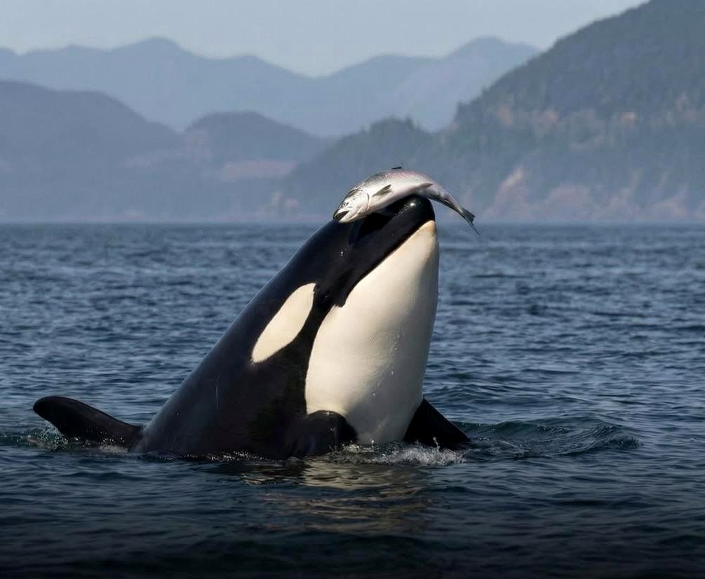 Discover the fascinating reason orcas are wearing salmon hats once more
