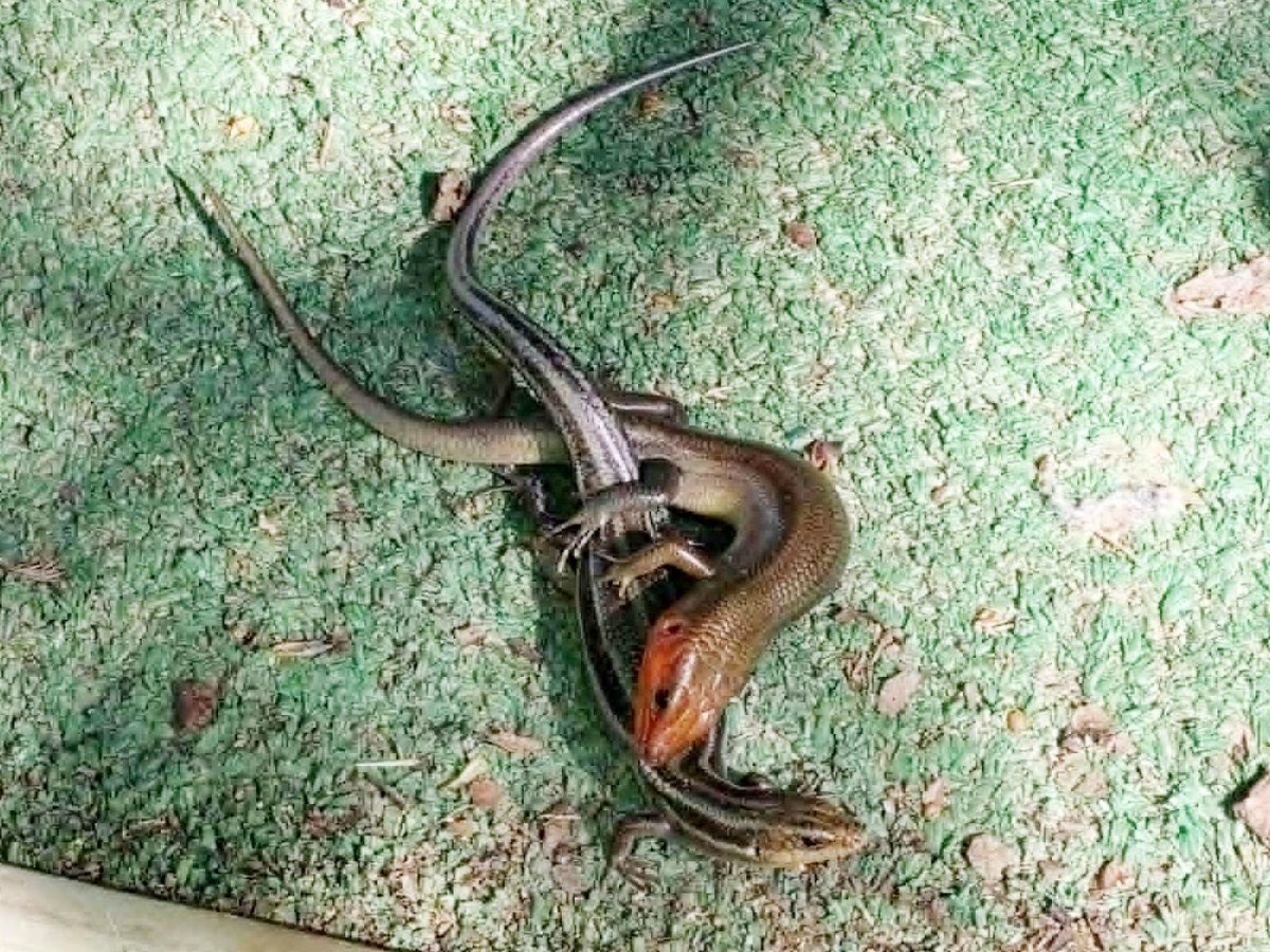Witness the unexpected romance of skinks in my backyard shed