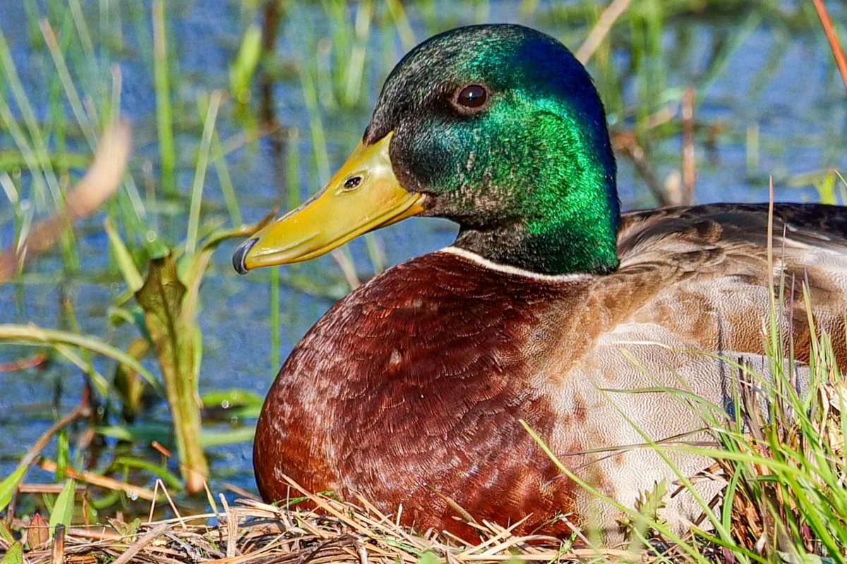 How one ordinary duck brought smiles to an entire community