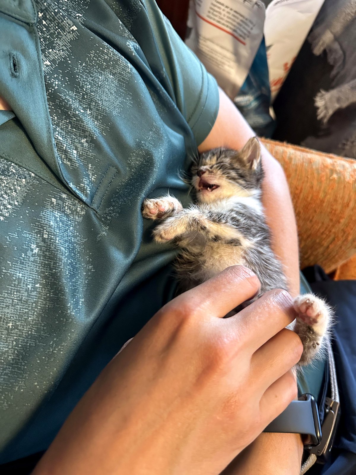 A tiny kitten found comfort in my arms after a long journey