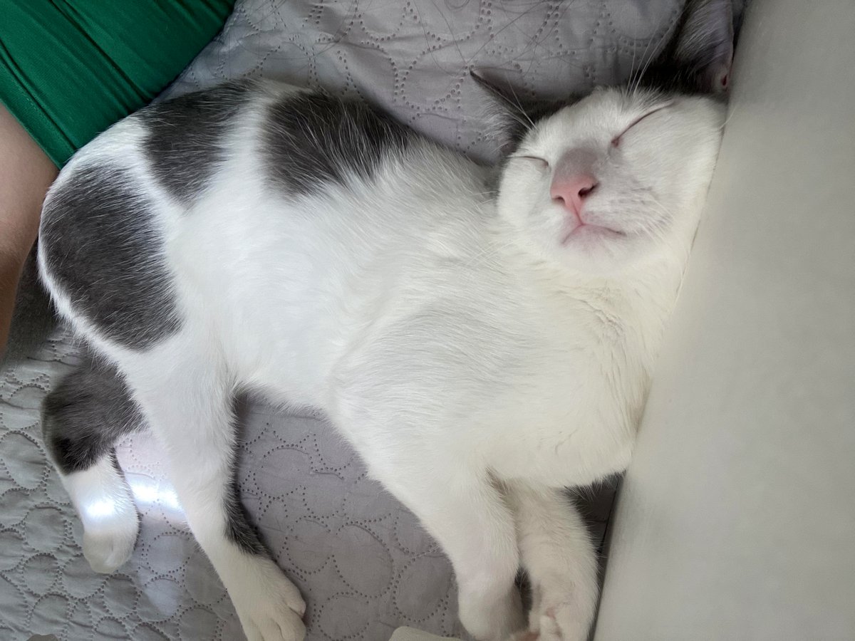 you’ll be amazed how my cat chose to nap today in the sun