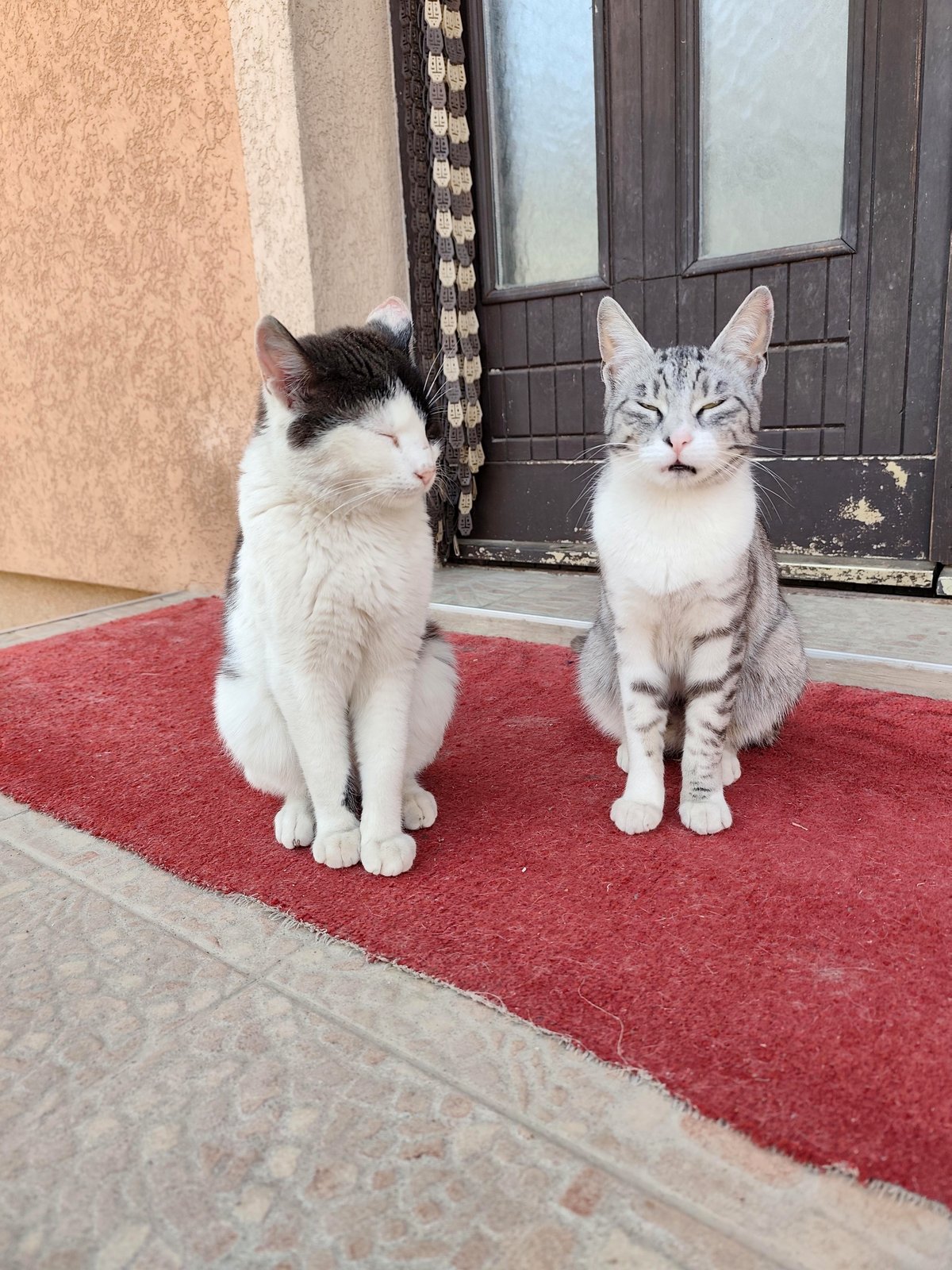 Meet the Cats Who Find Peace in Deep Meditation