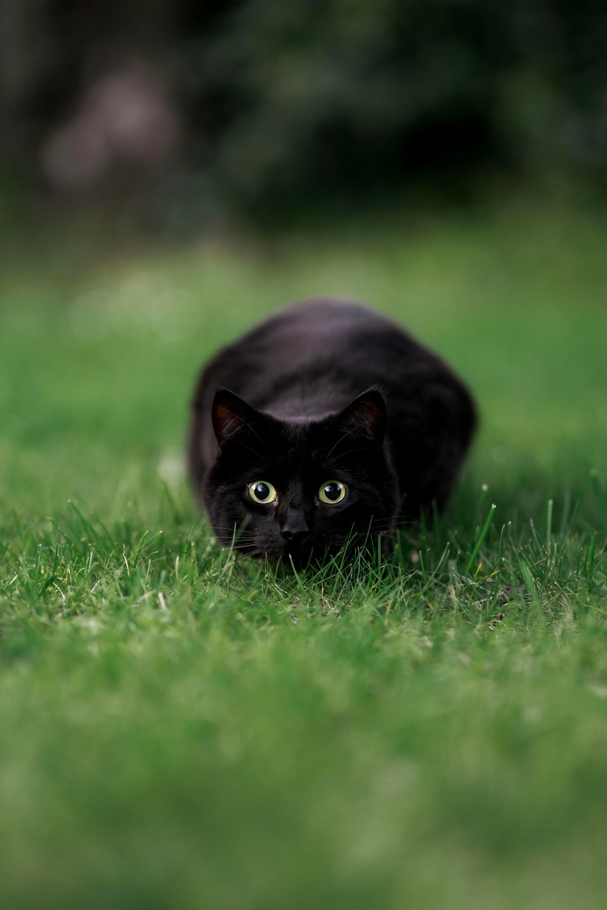 A budding photographer and a charming cat: Meet Io, the star of my heart