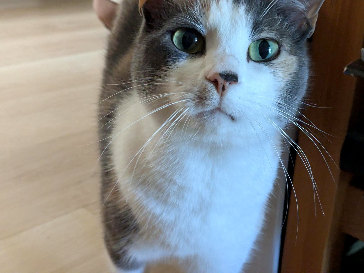 The moment this cat's mischief left her human in shock and laughter