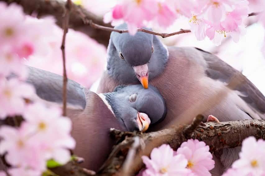 A heartwarming scene unfolds in Stockholm's cherry blossoms