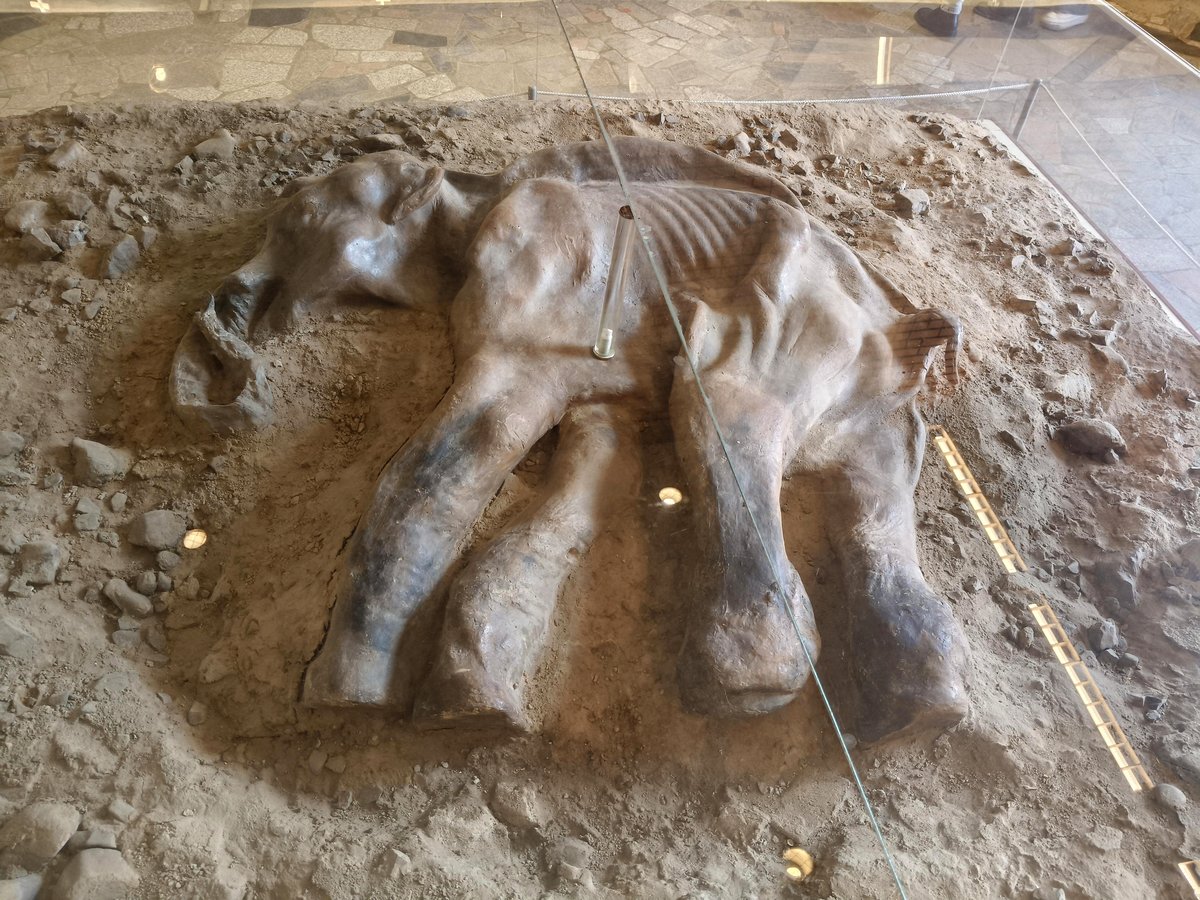 This Museum Holds a Baby Mammoth That Will Steal Your Heart