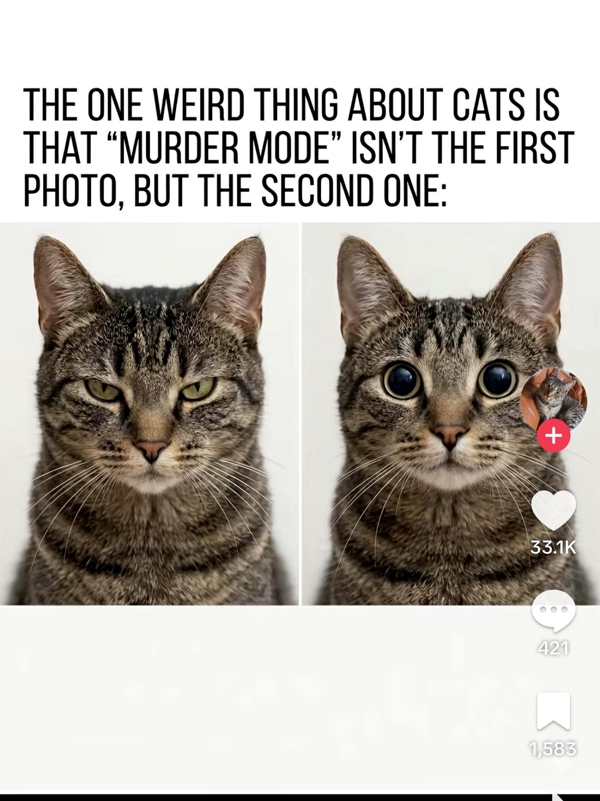 Cats are strange.