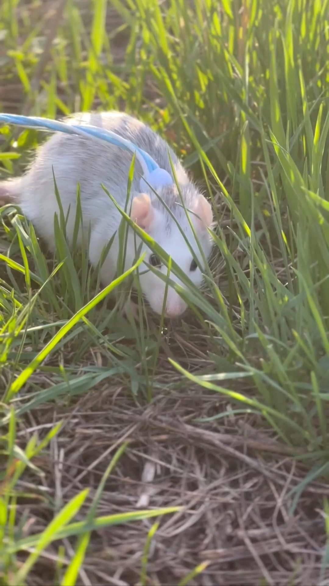 My rat's initial and final outing outdoors